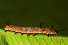 Caterpillar