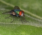 Green Bottle Fly