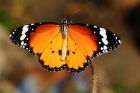 Monarch Butterfly