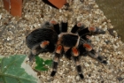 Tarantula