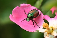 Japanese Beetle