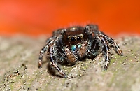 Jumping Spider