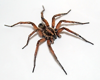 Wolf Spider