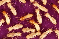 Arid Land Subterranean Termite