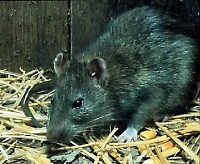 Black Rat