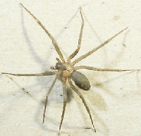 Brown Recluse Spider