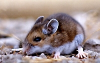 Deer Mouse