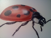 Lady Bug