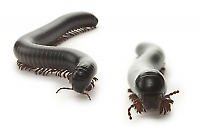 Millipede, Large